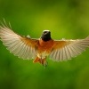 Rehek zahradni - Phoenicurus phoenicurus - Common Redstart s7631